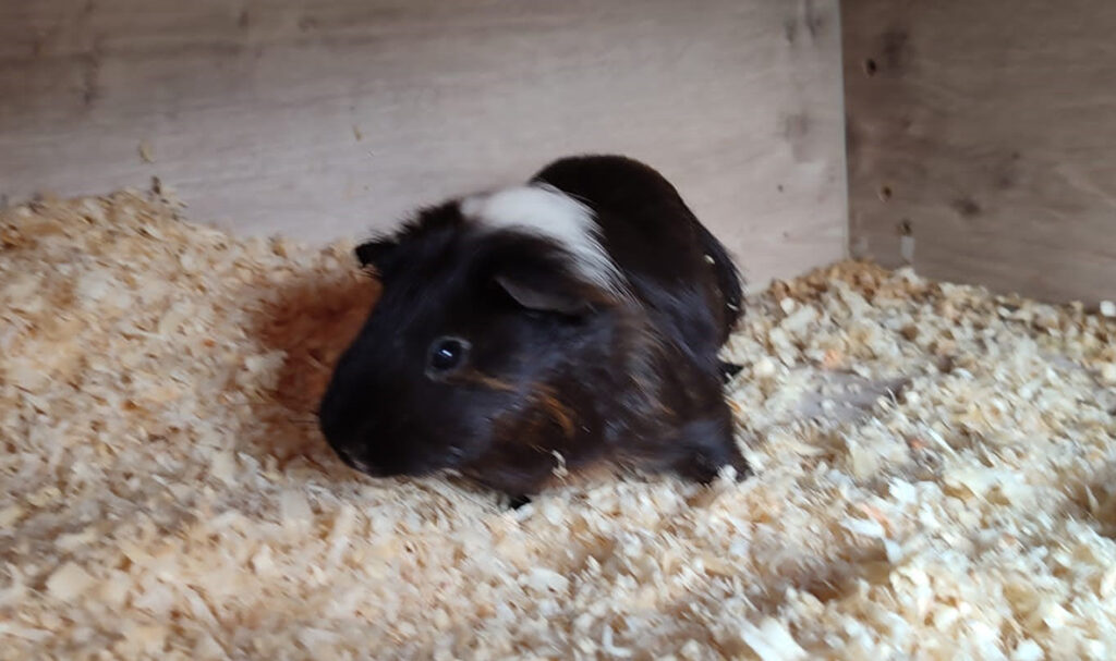Meerschweinchen1