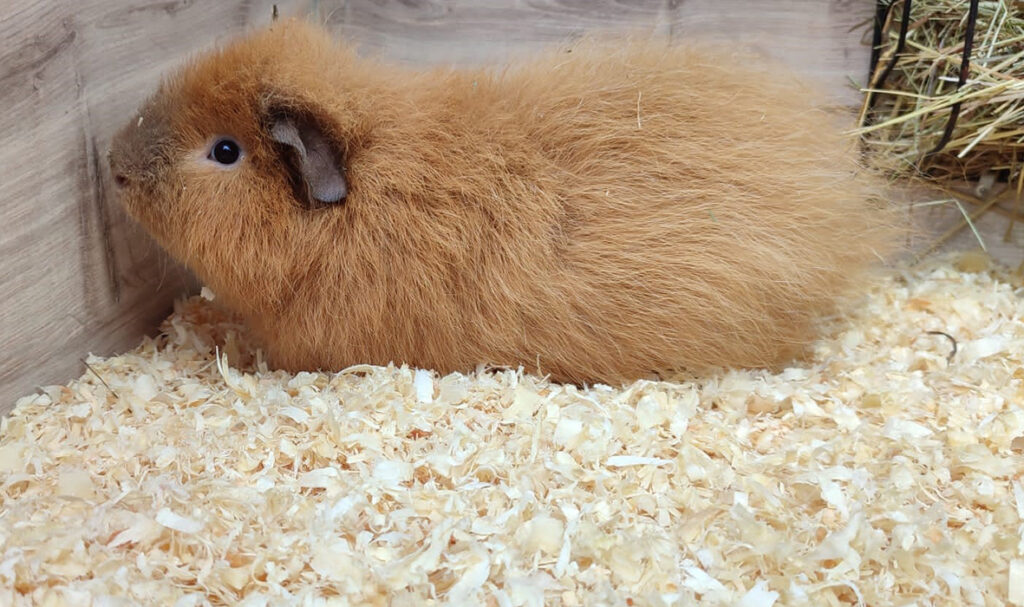 Meerschweinchen2